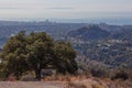 Beautiful tree on the top of Kenter Trail Hike overlooking West Los Angeles: Santa Monica, Venice, Beverly Hills Royalty Free Stock Photo