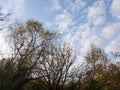 beautiful tree tops and wonderful white and blue spotted and splodge sky with nice vibrant natural colors and bare branches