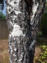 Beautiful tree trunk in Heusenstamm Royalty Free Stock Photo