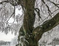 Beautiful tree trunk with snowed under branches a stunning christmas winter season nature background