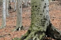 Beautiful tree trunks in the woods, carved with names and sayings