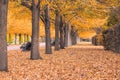 Beautiful tree tunnel in the Regent`s Park of London Royalty Free Stock Photo