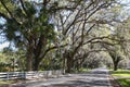 A beautiful tree tunnel road draped with Spanish Moss Ocala, Florida Royalty Free Stock Photo