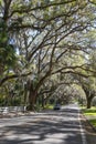 A beautiful tree tunnel road draped with Spanish Moss Ocala, Florida