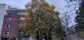 Beautiful tree in University of Manchester