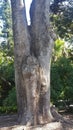 Beautiful tree with unusual sculptures naturally indented in the trunk discovered at the Botanical Gardens in Sydney NSW Australia Royalty Free Stock Photo
