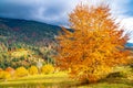A beautiful tree in the valley of the Carpathian mountains stands covered with golden leaves Royalty Free Stock Photo