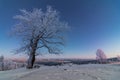 Beautiful tree winter black forest Royalty Free Stock Photo