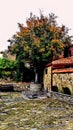 A beautiful tree in the yard of the church. Photo by Giorgi Koridze. Q I T E S A.