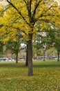 Autumn tree with yellow leaves