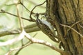 A beautiful Treecreeper, Certhia familiaris, perching on the side of a tree with a beak full of insects which it is going to feed Royalty Free Stock Photo