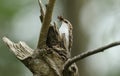A beautiful Treecreeper, Certhia familiaris, perching on the side of a tree with a beak full of insects which it is going to feed Royalty Free Stock Photo