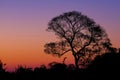 Beautiful trees as part of Pantanal wetland landscape at sunset, Porto Jofre, Pantanal, Mato Grosso do Sul, Brazil