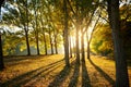 Beautiful trees in the autumn forest, bright sunlight at sunset