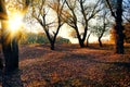 Beautiful trees in the autumn forest near the river, bright sunlight at sunset Royalty Free Stock Photo