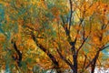 Beautiful trees in the autumn forest near the river, bright sunlight at sunset Royalty Free Stock Photo