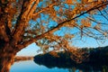 Beautiful trees in autumn forest near river, bright sunlight and sunset Royalty Free Stock Photo