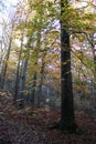 Beautiful, colorful trees in autumn