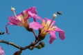 Through the beautiful trees, the blue sky is bluer. Royalty Free Stock Photo