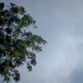 Beautiful trees and clouds at Telaga Saat Puncak Cisarua Bogor