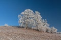 Beautiful wintertime, white and blue Royalty Free Stock Photo