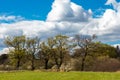 Beautiful trees in the Essex countryside in Spring Royalty Free Stock Photo