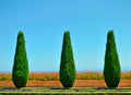 Beautiful trees and flowers in the Bahai Gardens Royalty Free Stock Photo