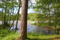 Beautiful trees in the forest close to Langinkoski next to the Kymi river in Kotka, Finland Royalty Free Stock Photo