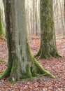 Beautiful trees in forest with dead brown leaves on the ground in the woods on a cold day during late winter. Landscape Royalty Free Stock Photo