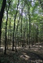 Beautiful woods in a forest