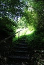 Beautiful trees in a forest Royalty Free Stock Photo