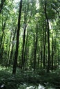 Beautiful trees in a forest Royalty Free Stock Photo