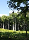 Beautiful trees in a forest Royalty Free Stock Photo