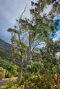 Beautiful trees and green bushes in nature with Table Mountain National Park in background. Landscape of secluded hiking