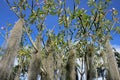 Beautiful trees with hanging lichens, flowers and fruits, El Jardin, Antioquia, Clombia