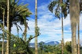 Beautiful trees with hanging lichens, flowers and fruits, El Jardin, Antioquia, Clombia