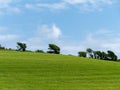Beautiful trees on a hill, clear blue sky. Picturesque spring landscape, nature of Ireland. A copy space. Green grass field under Royalty Free Stock Photo