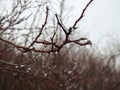 Beautiful trees in ice frost, Lithuania Royalty Free Stock Photo