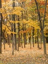 The beautiful trees and leaves turn yellow in autumn season in Nakajima Park. Royalty Free Stock Photo