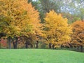 The beautiful trees and leaves turn yellow in season in Nakajima Park.