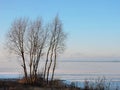 Beautiful trees near Curonian spit in winter, Lithuania Royalty Free Stock Photo