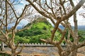 Beautiful trees and plants around Dambulla Temple, Sri Lanka