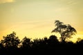 Beautiful trees silhouette on nature in park background Royalty Free Stock Photo