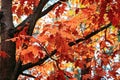 Beautiful trees that turn red in autumn. Red oak quercus rubra tree with red leaves in park, forest. Trees With Red Fall Royalty Free Stock Photo