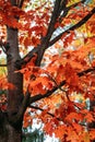 Beautiful trees that turn red in autumn. Red oak quercus rubra tree with red leaves in park, forest. Trees With Red Fall Royalty Free Stock Photo