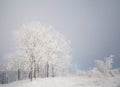 Beautiful trees in winter frost