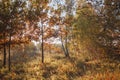 Beautiful trees with yellow golden foliage in autumn forest, golden fairytale, beauty in nature