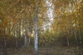 Beautiful trees with yellow golden foliage in autumn forest, golden fairytale, beauty in nature