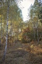 Beautiful trees with yellow golden foliage in autumn forest, golden fairytale, beauty in nature