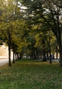 Trees with yellow leaves